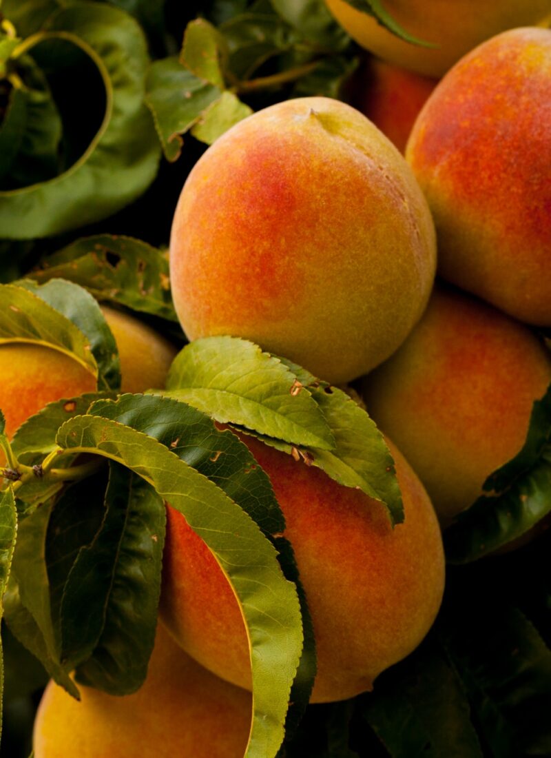 Protect Your Peach-vaginal health